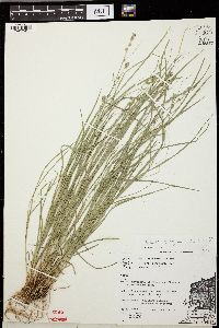 Carex sparganioides image