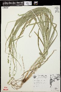 Carex sparganioides image