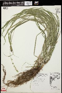 Carex sparganioides image