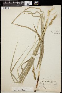 Carex sparganioides image