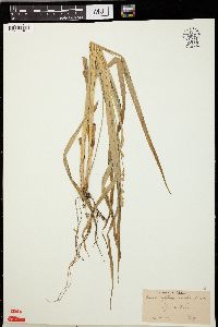 Carex sparganioides image