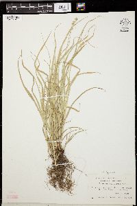 Carex sparganioides image