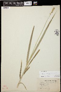 Carex sparganioides image