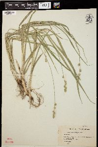 Carex sparganioides image