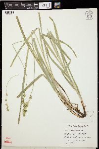 Carex sparganioides image