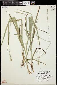 Carex sparganioides image