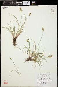 Carex spicata image