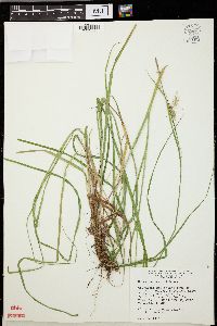 Carex sprengelii image