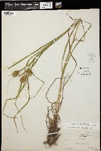 Carex squarrosa image