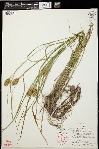 Carex squarrosa image