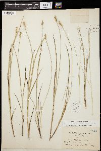 Carex stellulata image