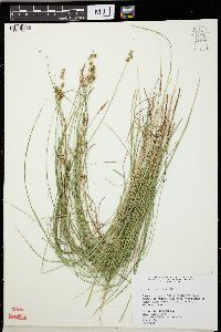 Carex sterilis image