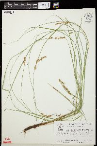 Carex sterilis image