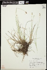 Carex sterilis image