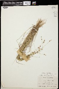 Carex sterilis image