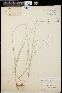 Carex sterilis image