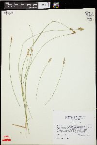 Carex sterilis image