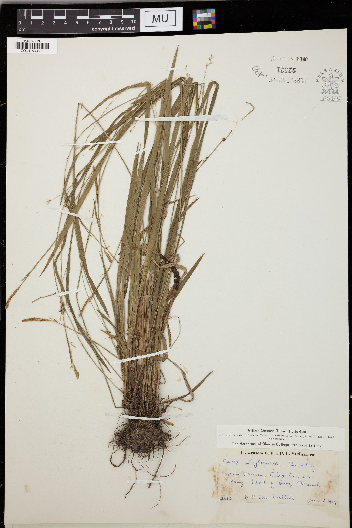 Carex styloflexa image