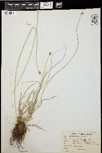 Carex subfusca image