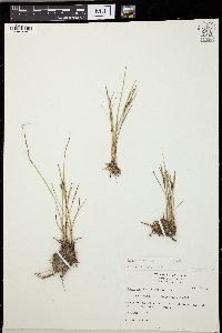 Carex subspathacea image