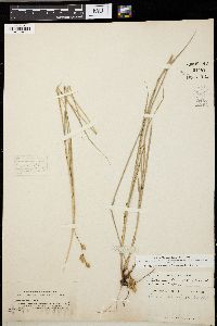 Carex straminea image