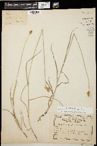 Carex straminea image