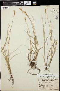 Carex straminea image