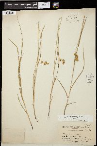 Carex straminea image