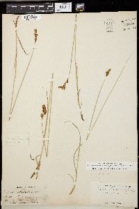 Carex straminea image