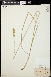 Carex straminea image