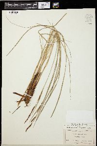 Carex striata image