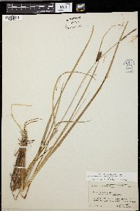 Carex striata image