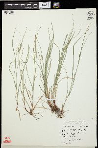 Carex swanii image