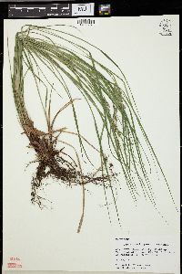 Carex swanii image