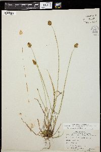 Carex teneraeformis image