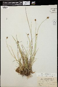 Carex teneraeformis image