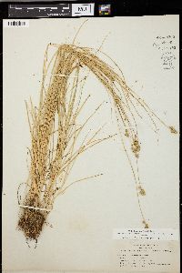 Carex teneraeformis image