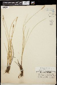 Carex teretiuscula image