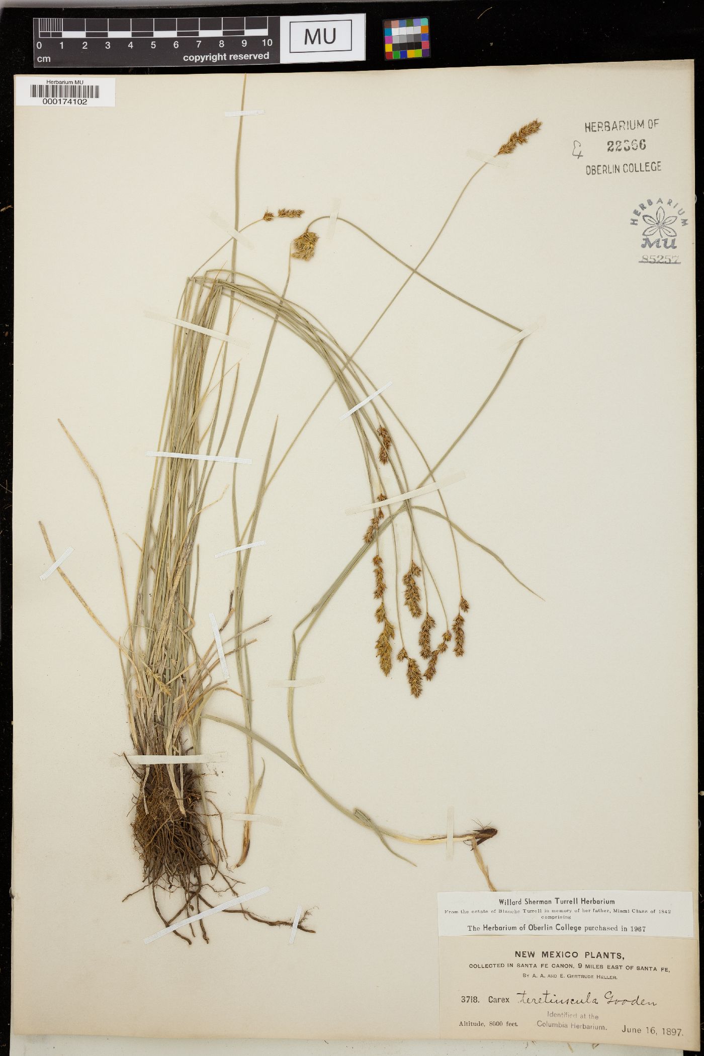 Carex teretiuscula image