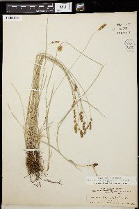 Carex teretiuscula image