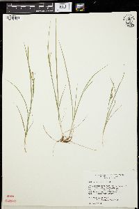 Carex tetanica image