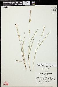 Carex tetanica image