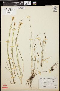 Carex tetanica image