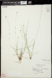 Carex texensis image