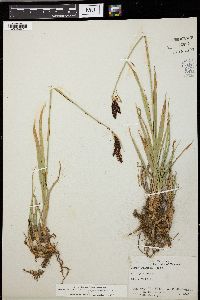 Carex tolmiei image