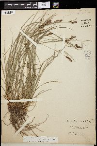 Carex triceps image