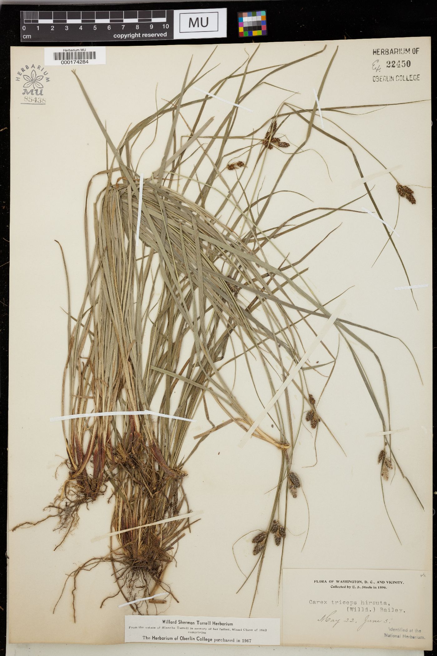 Carex triceps image