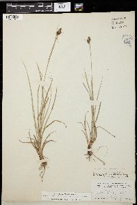 Carex triceps image