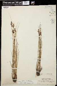 Carex vaginata image