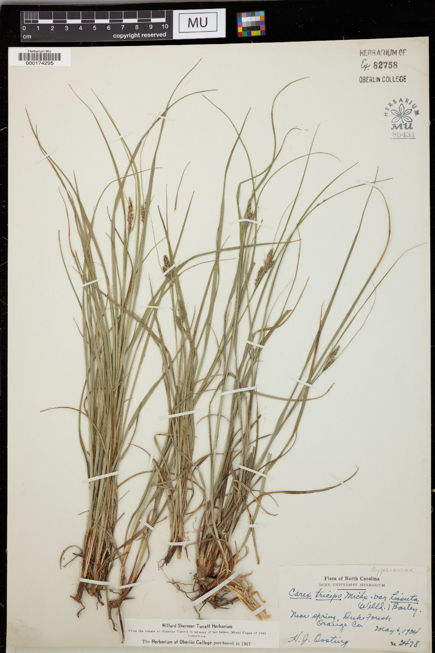 Carex triceps image